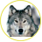 Grey_Wolf